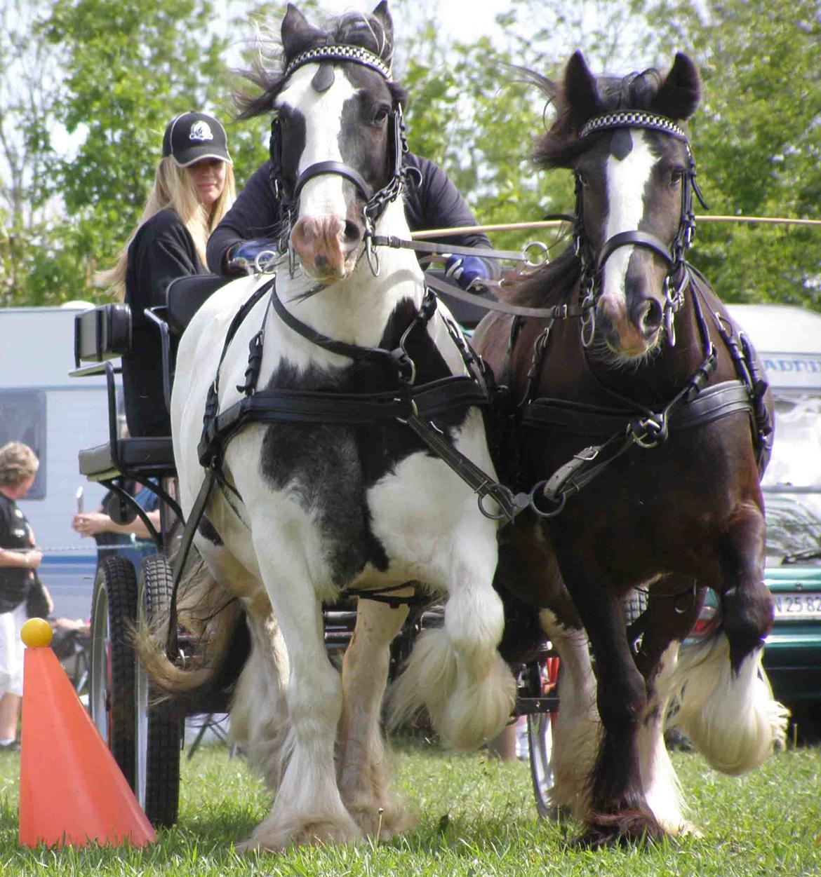 Irish Cob Beer's Paddy billede 13