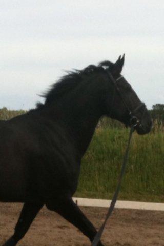 Oldenborg Cican billede 6