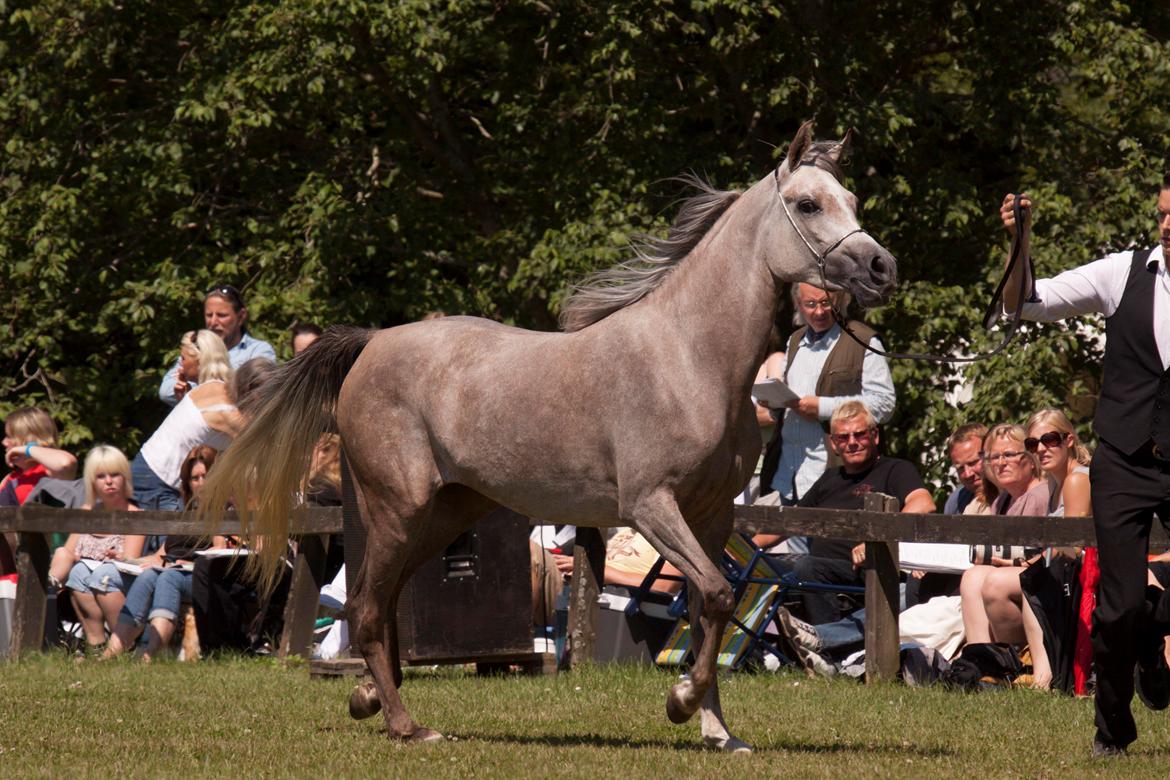 Arabisk fuldblod (OX) Faatinah El Karmdal - Faatinah i blommeröd billede 2