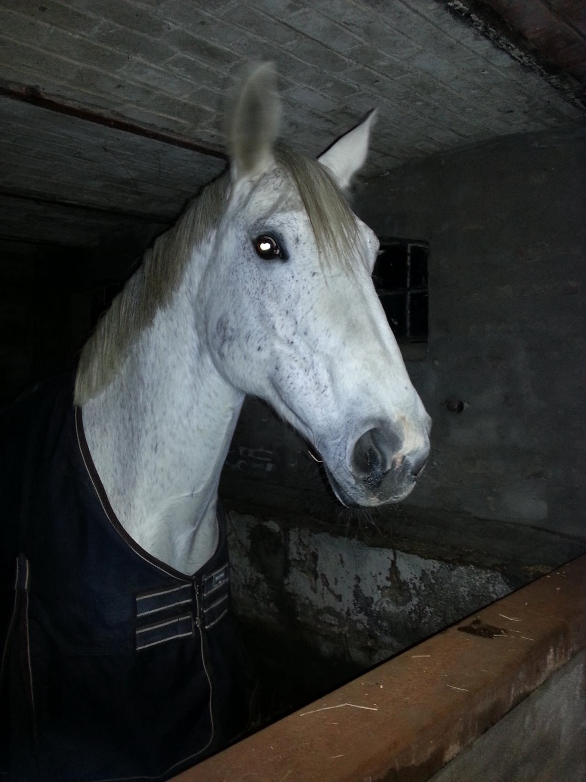 Anden særlig race Fleur billede 1