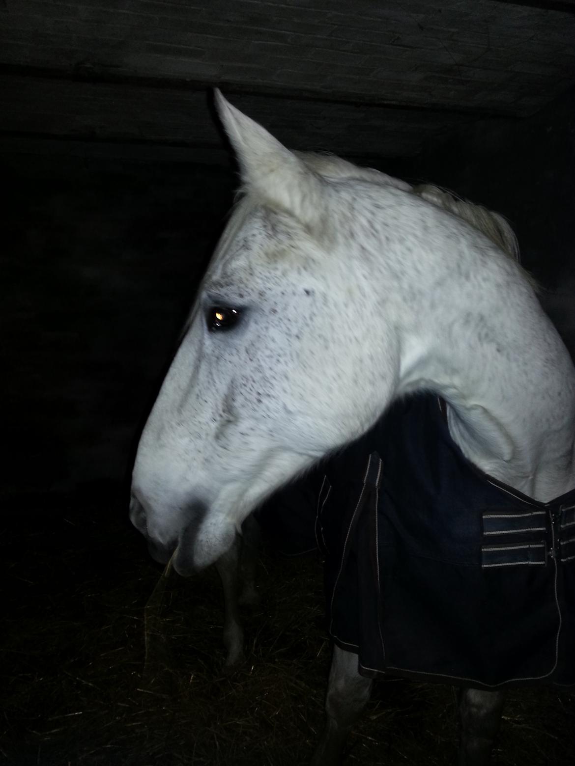 Anden særlig race Fleur billede 2