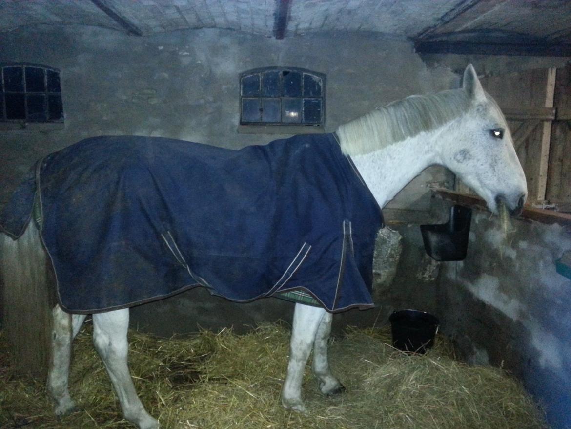 Anden særlig race Fleur - Fleur i sin nye boks, som hun er rigtig glad for billede 3