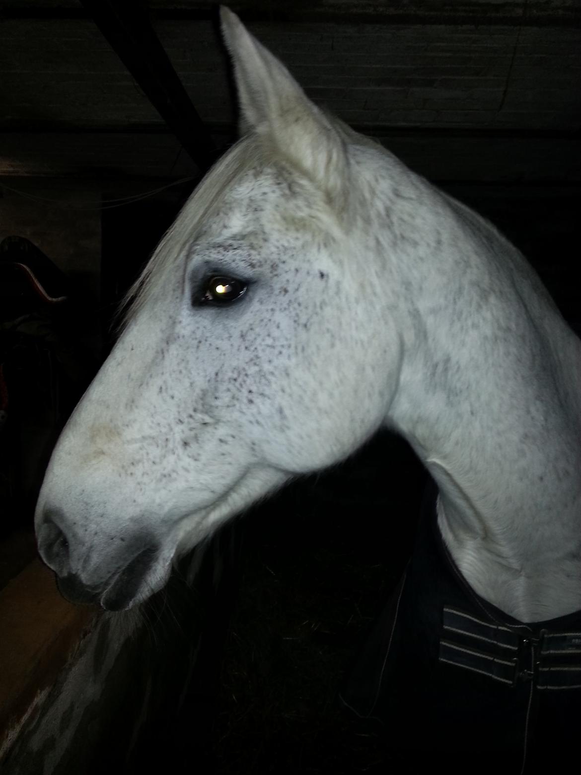 Anden særlig race Fleur billede 4