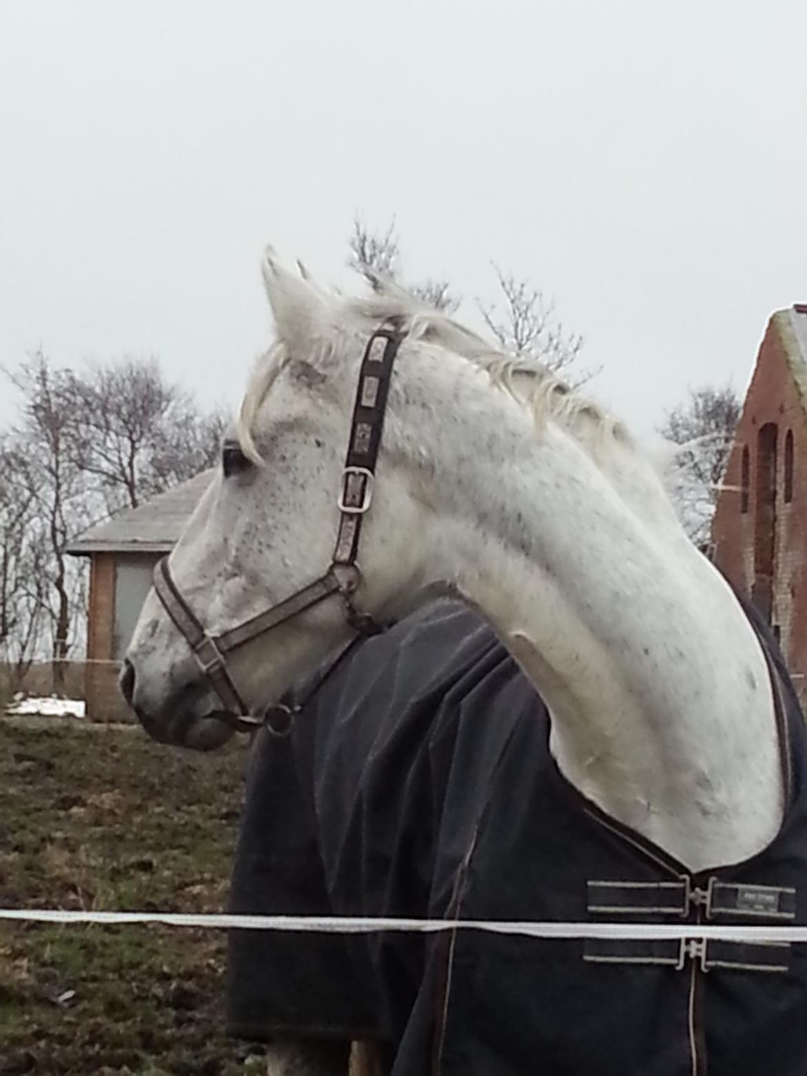 Anden særlig race Fleur billede 5