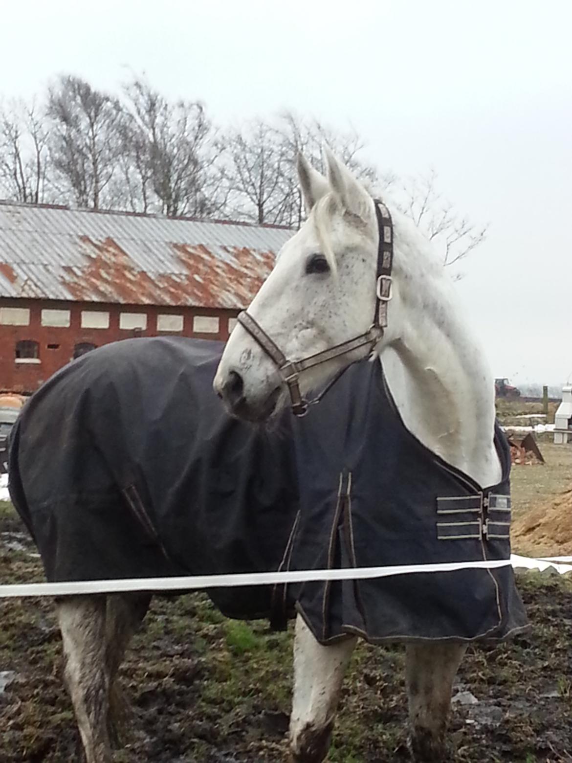 Anden særlig race Fleur billede 6