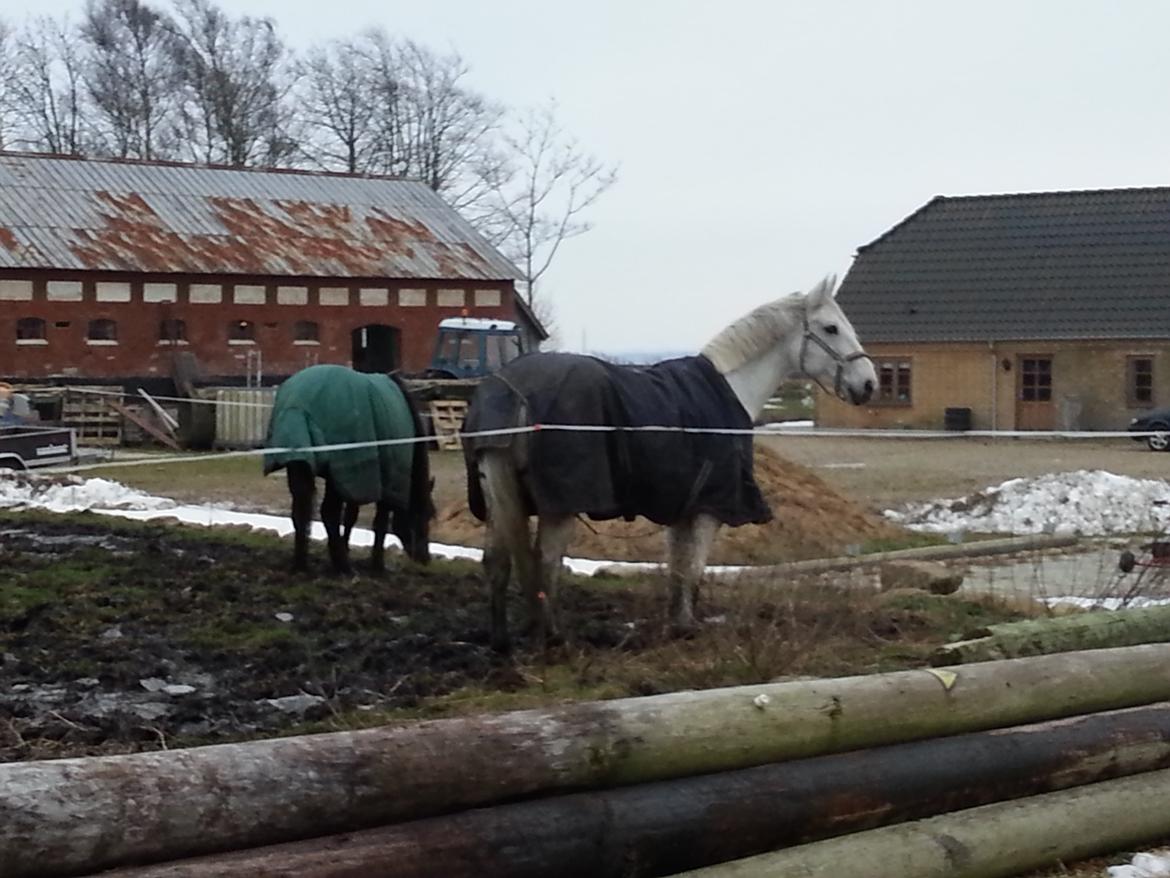 Anden særlig race Fleur billede 7