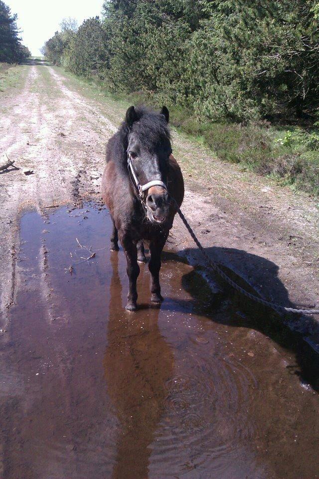 Anden særlig race Buster - Velkommen til buster's profil:) 
R.I.P billede 1