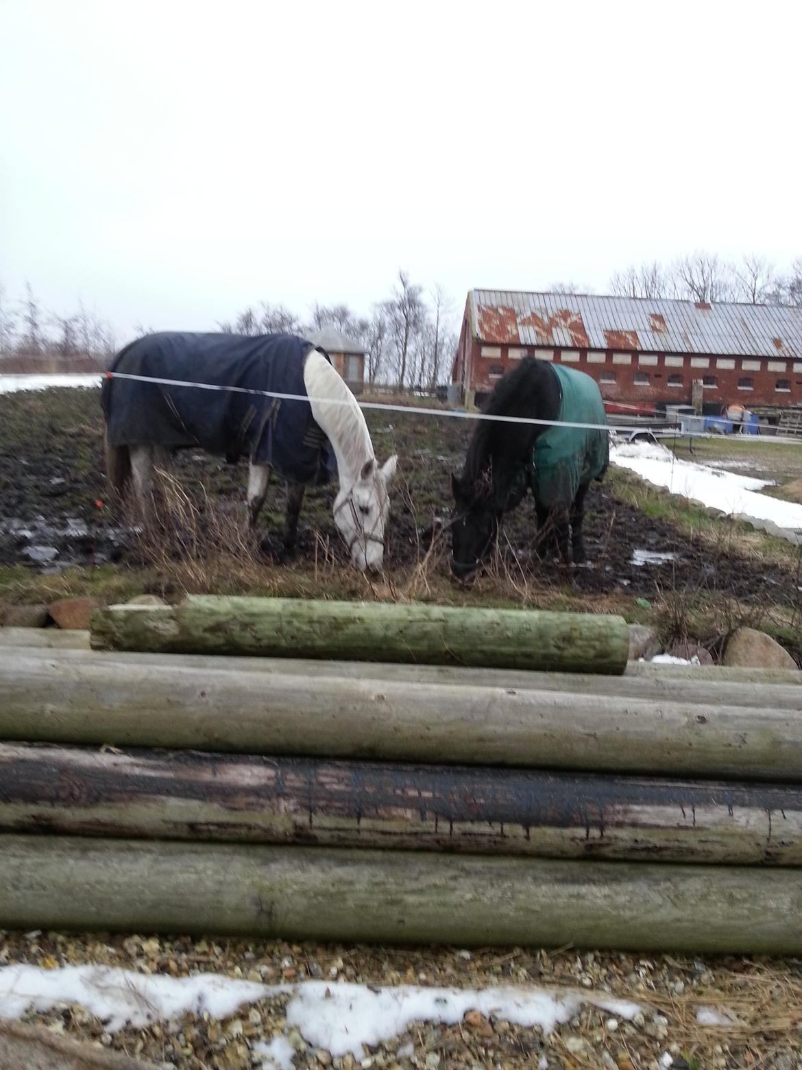 Anden særlig race Fleur - Fleur med sin nye ven herkules billede 8