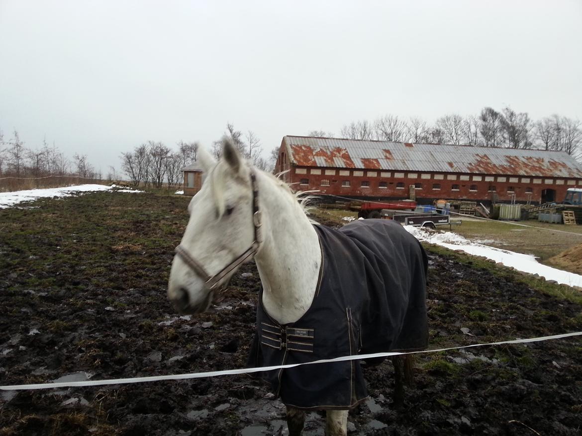 Anden særlig race Fleur billede 9