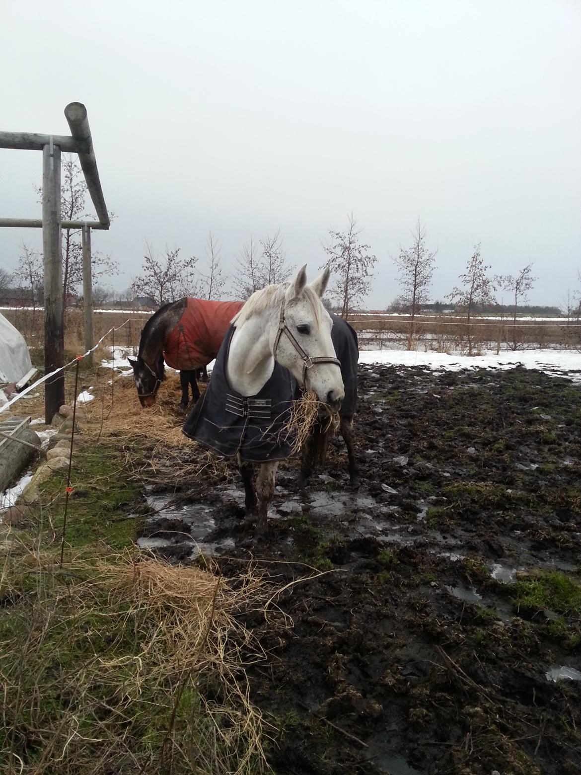 Anden særlig race Fleur - Fleur på fold med sine nye foldkammerater billede 10