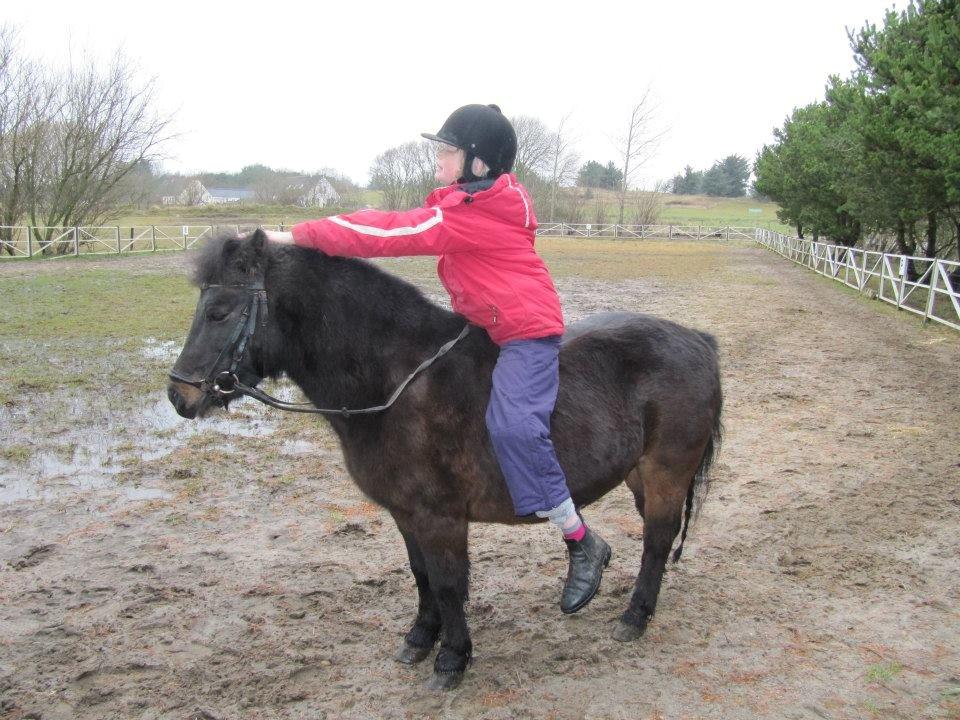 Anden særlig race Buster - Hen elskede at blive kløet mellem ørende <3 billede 3