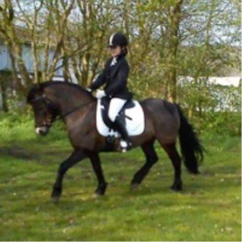 Dartmoor muehlenmoor sandrina<3 - til stævne billede 2