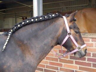 Dartmoor muehlenmoor sandrina<3 - smukke tøs...... billede 7