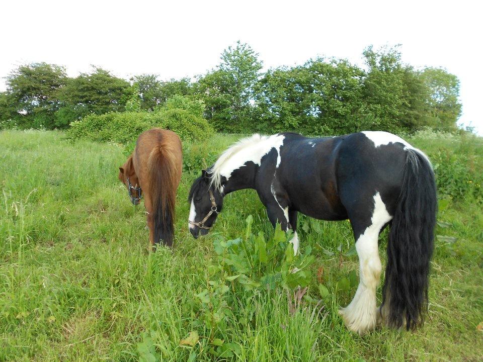 Irish Cob Plet (Hotspot) billede 1
