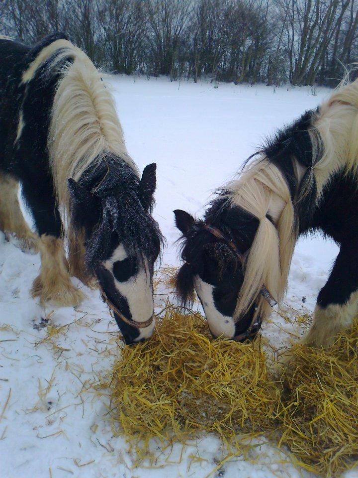 Irish Cob Plet (Hotspot) billede 2