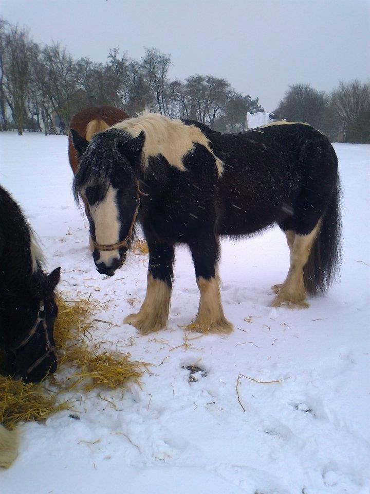 Irish Cob Plet (Hotspot) billede 3