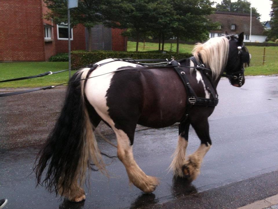Irish Cob Plet (Hotspot) billede 4