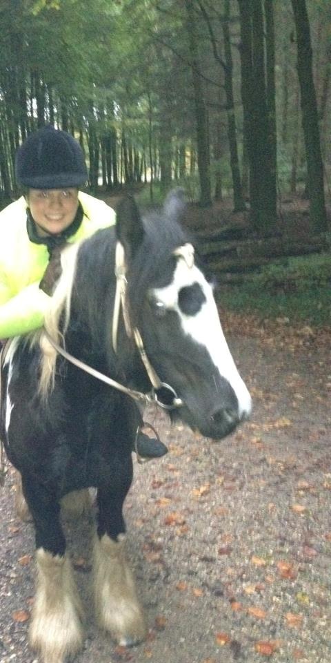 Irish Cob Plet (Hotspot) billede 5