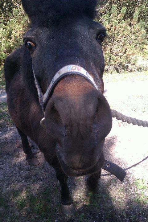 Anden særlig race Buster billede 7