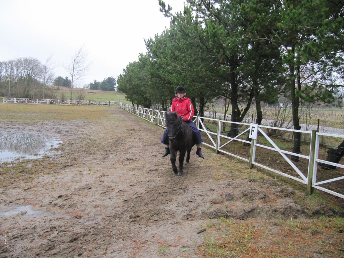 Anden særlig race Buster billede 8