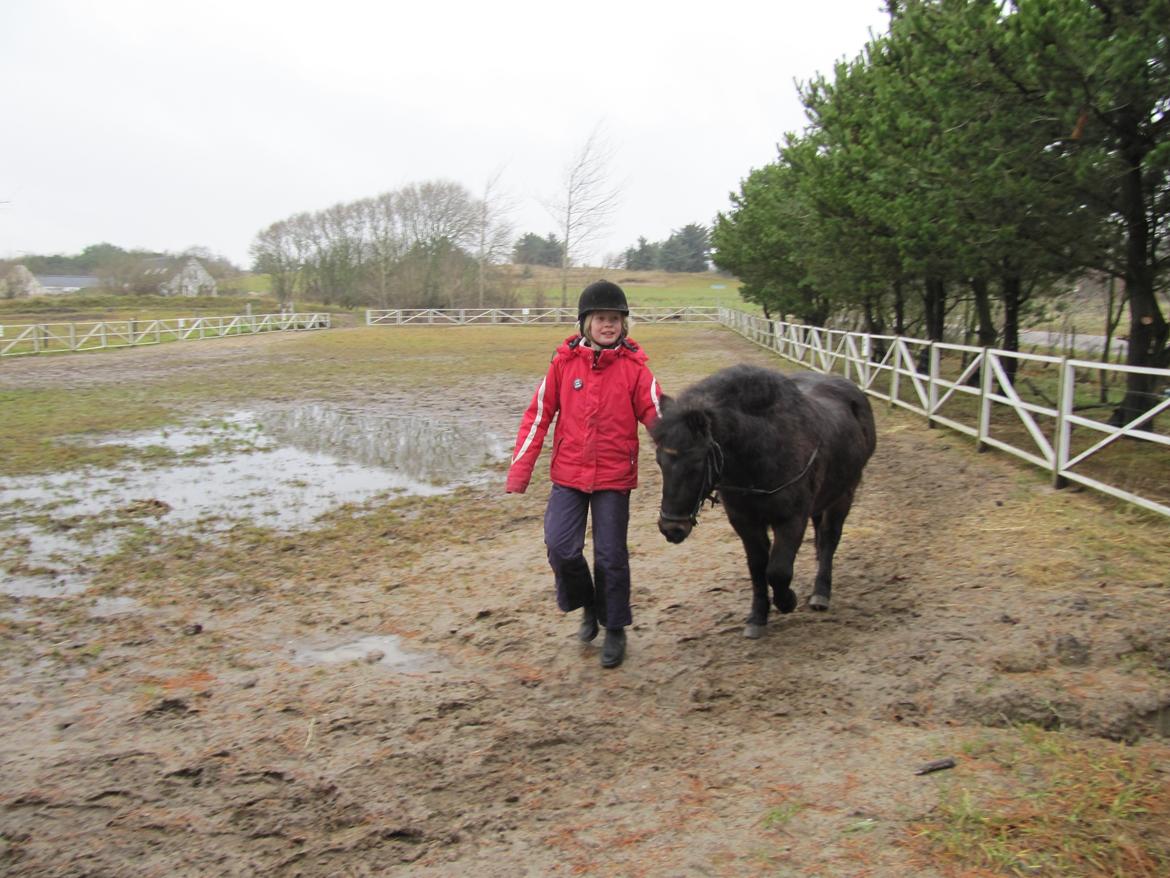 Anden særlig race Buster - Går lidt rundt på ridebanen :)  billede 10