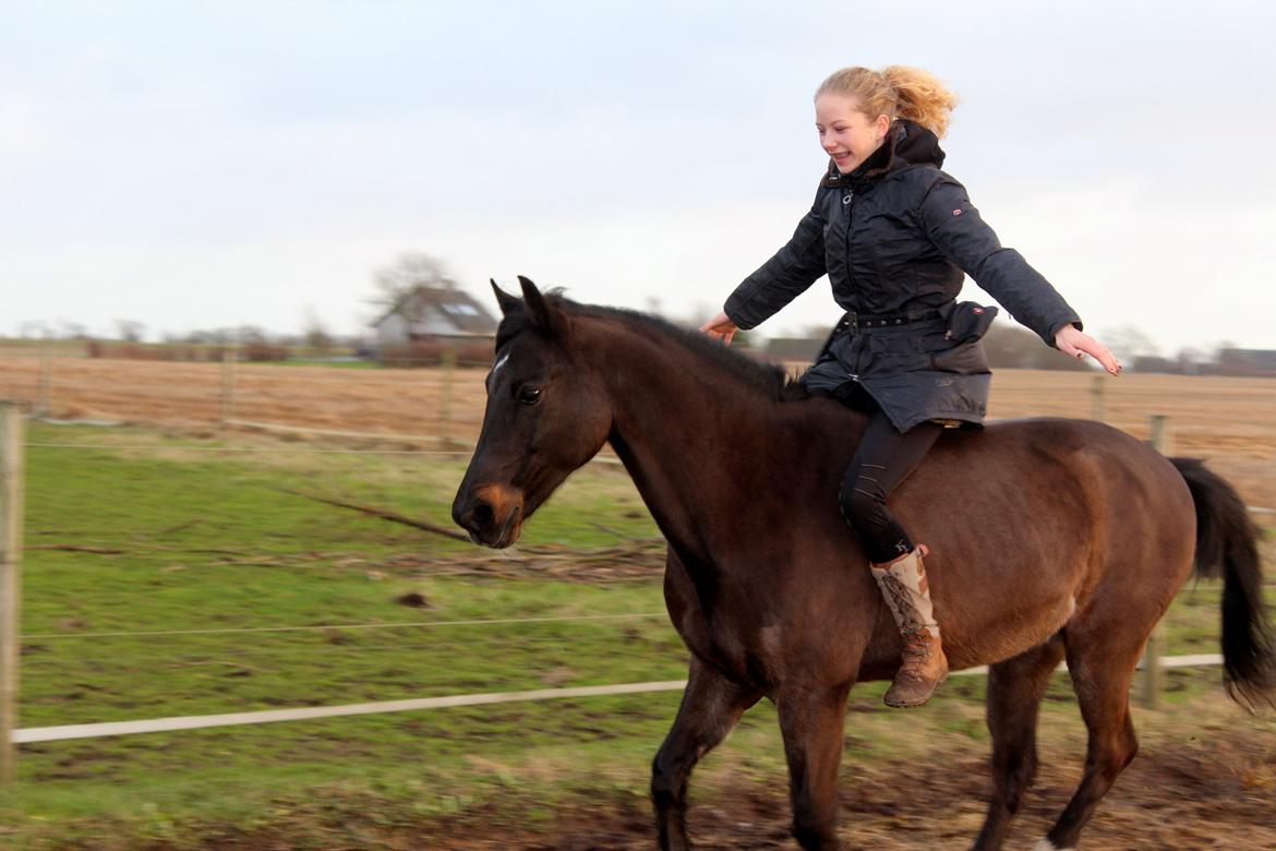 DSP Sputnik Lerkær - Sputnik på vej til stjerne!<3
Elsker dig smukke pony!<3 billede 20