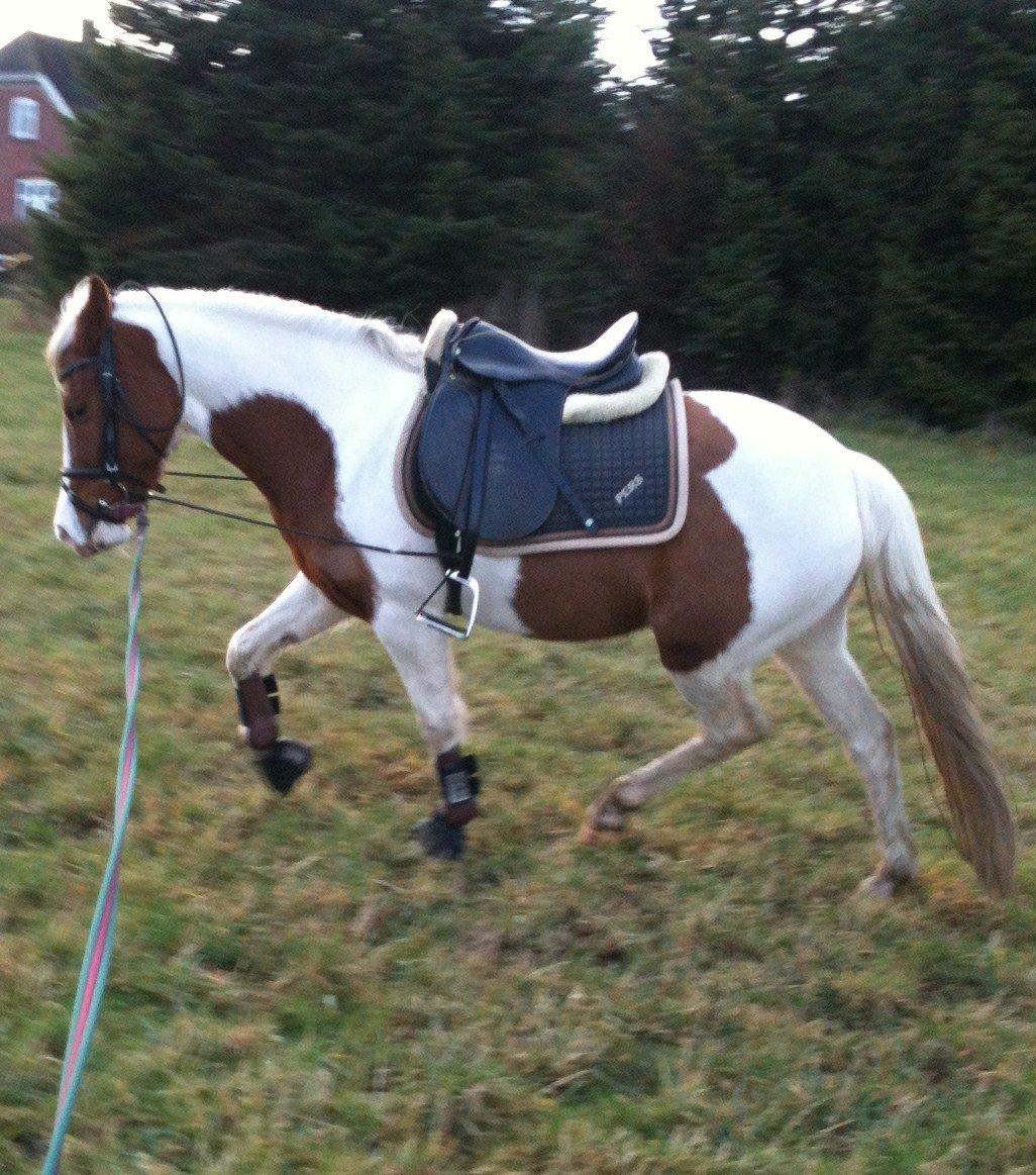 Pinto Olivia - sommer 2012 billede 7