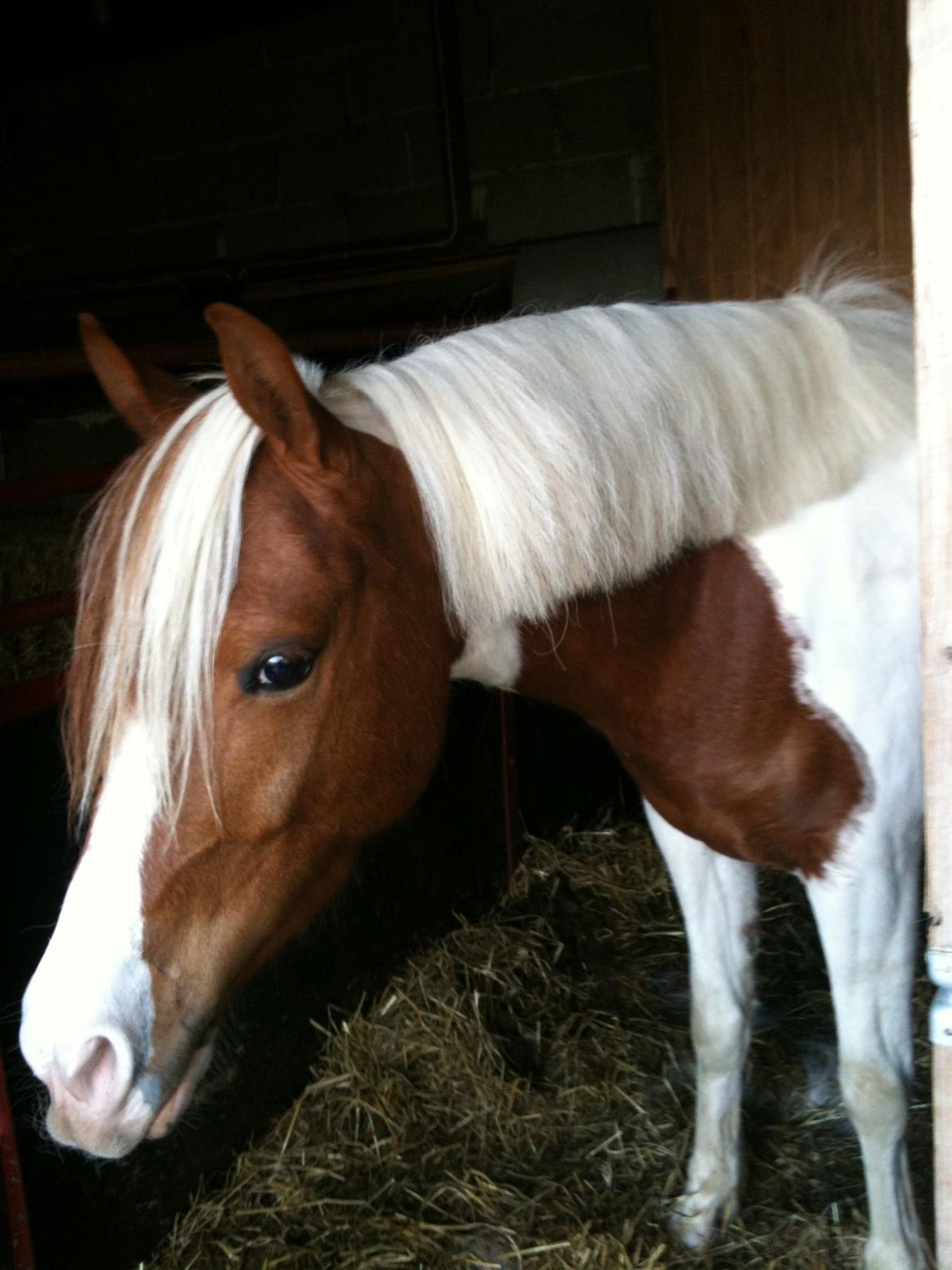 Pinto Olivia - sommer 2012 billede 8