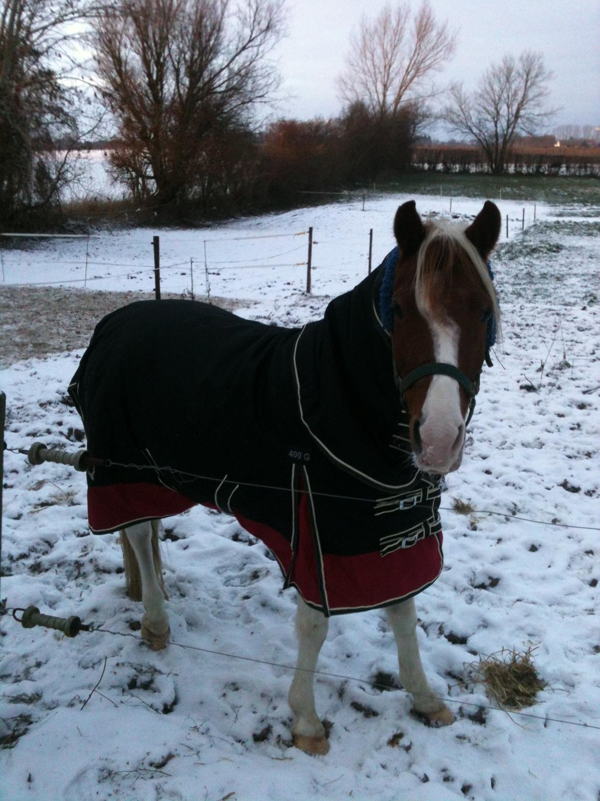 Pinto Olivia - januar 2013 billede 9