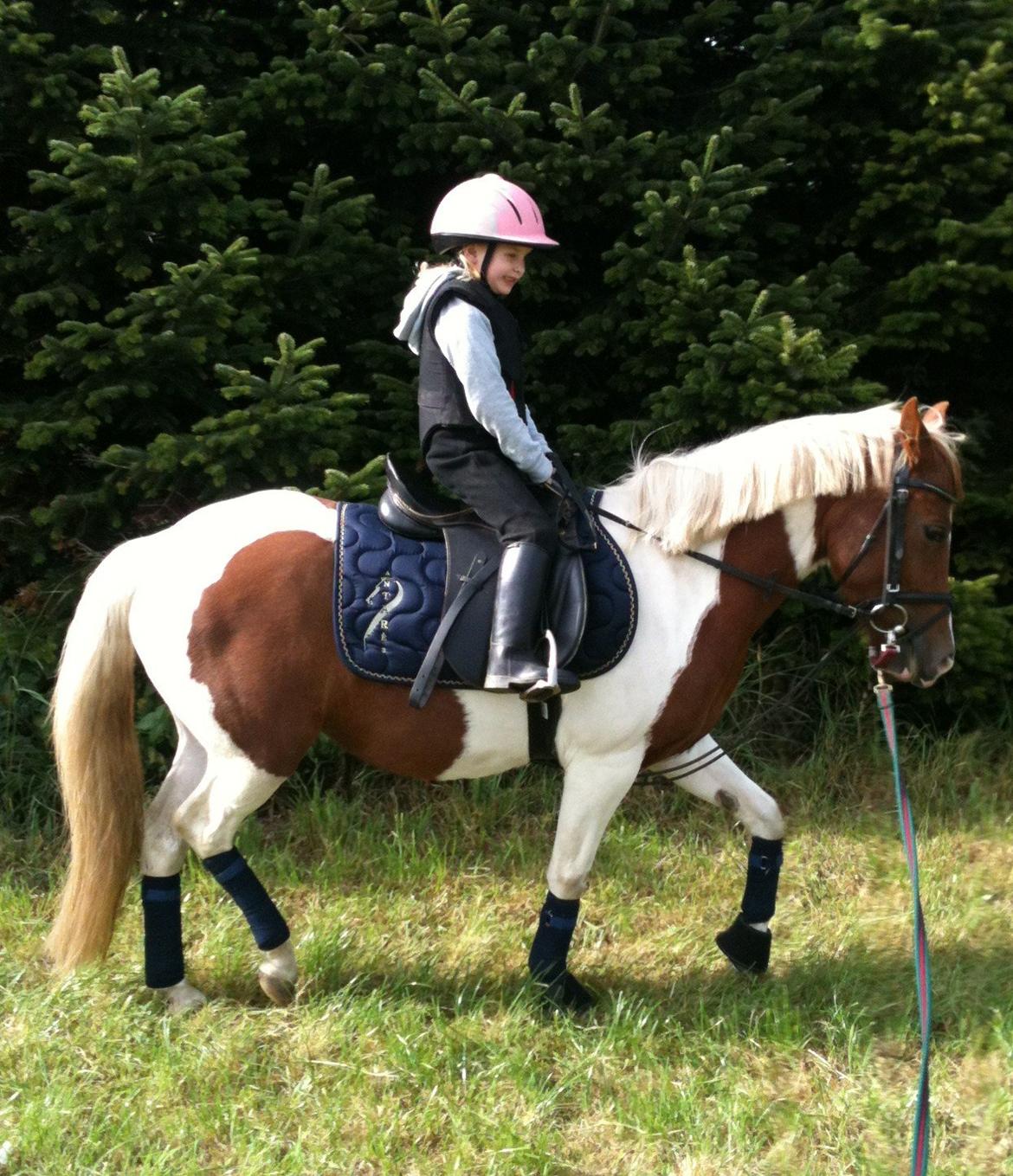Pinto Olivia - sommer 2012. Lille steffanie på 6 år rider hende i longe. billede 10