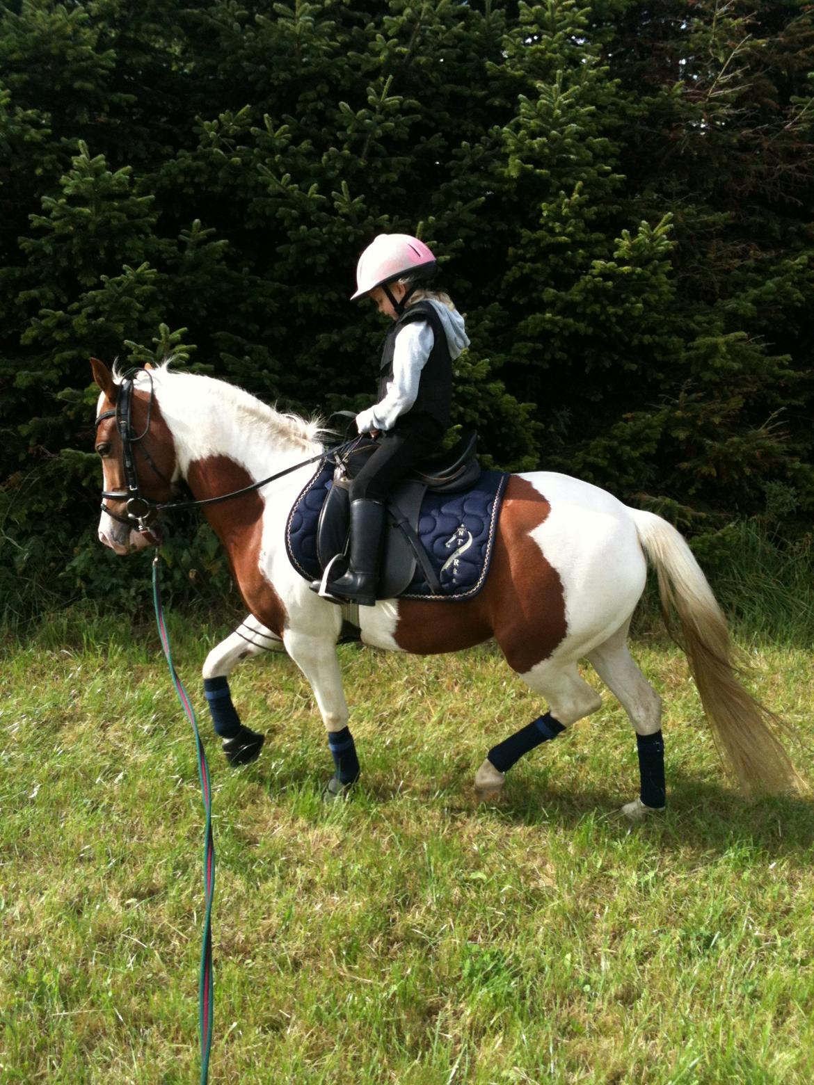 Pinto Olivia billede 11