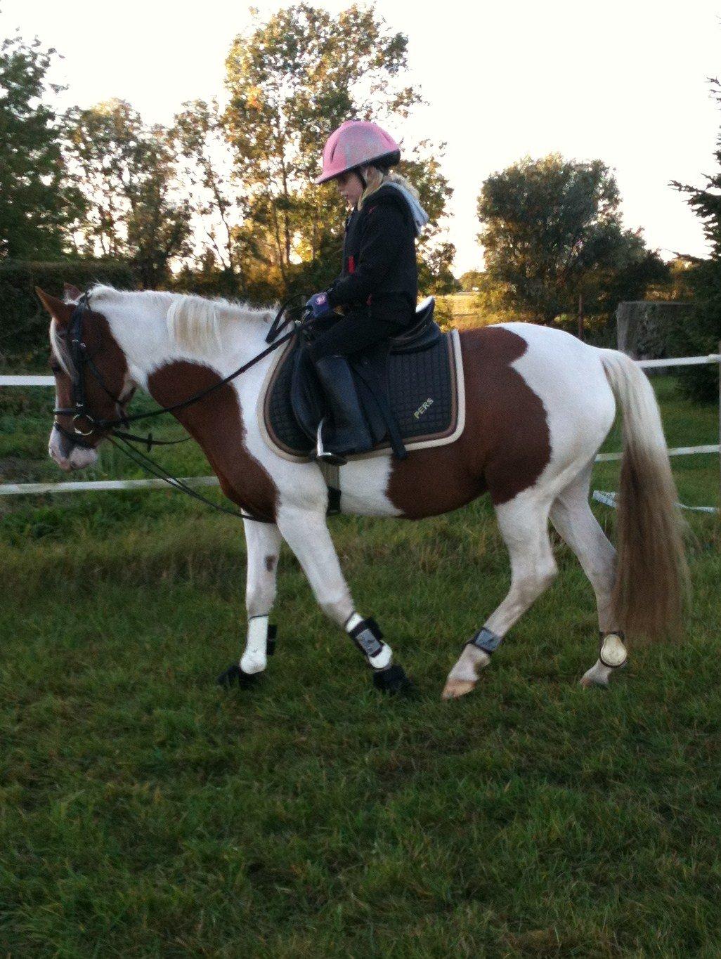 Pinto Olivia billede 12