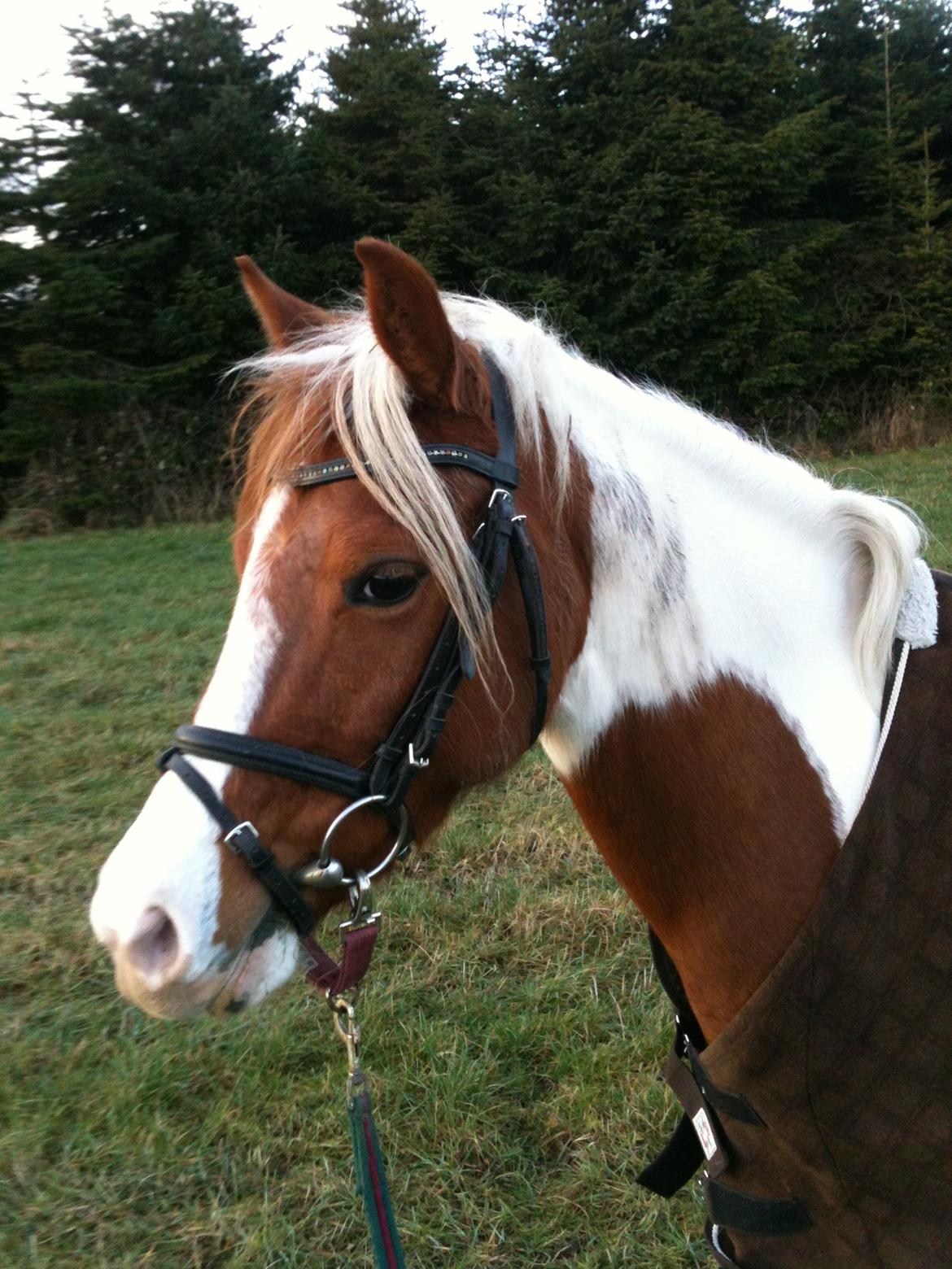 Pinto Olivia - januar 2013 billede 13