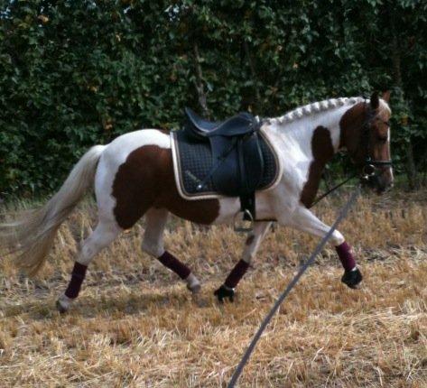 Pinto Olivia billede 15