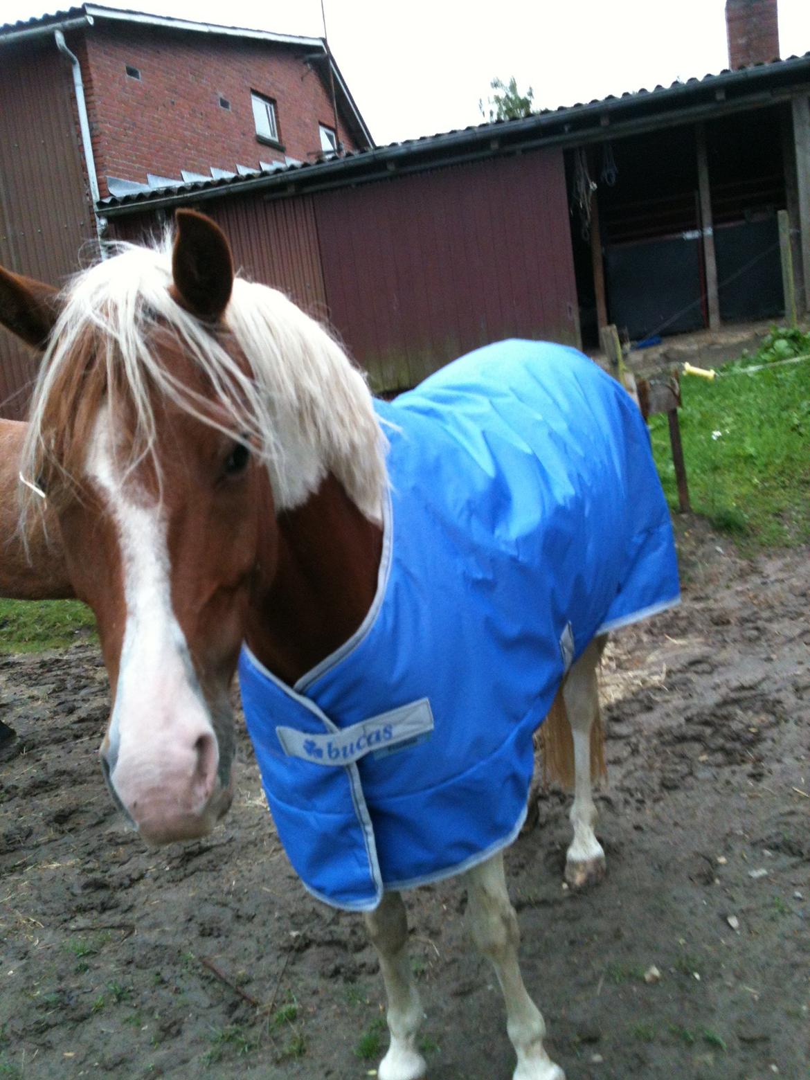 Pinto Olivia - efterår 2012 billede 16