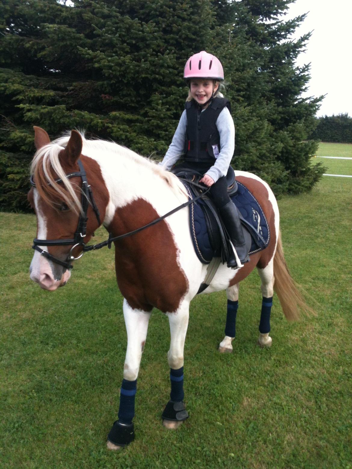 Pinto Olivia billede 18