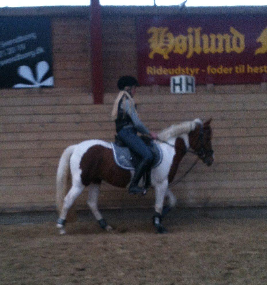 Pinto Olivia billede 19