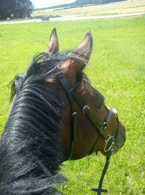 Dansk Varmblod Cameo Star Wind - På tur i det blå eller skulle man nu sige grønne ;) billede 12