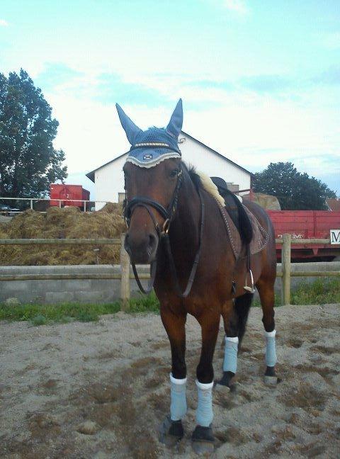 Dansk Varmblod Cameo Star Wind - Den lille dressurmus <3 billede 13