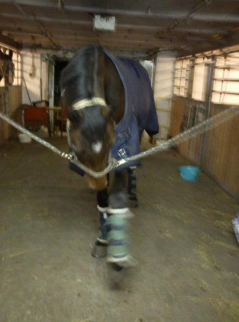 Dansk Varmblod Cameo Star Wind - Bandit. billede 14