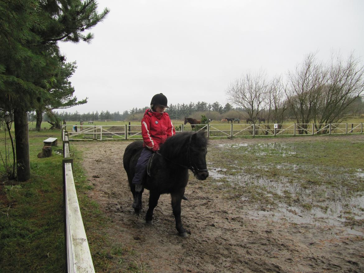 Anden særlig race Buster - <3 billede 14