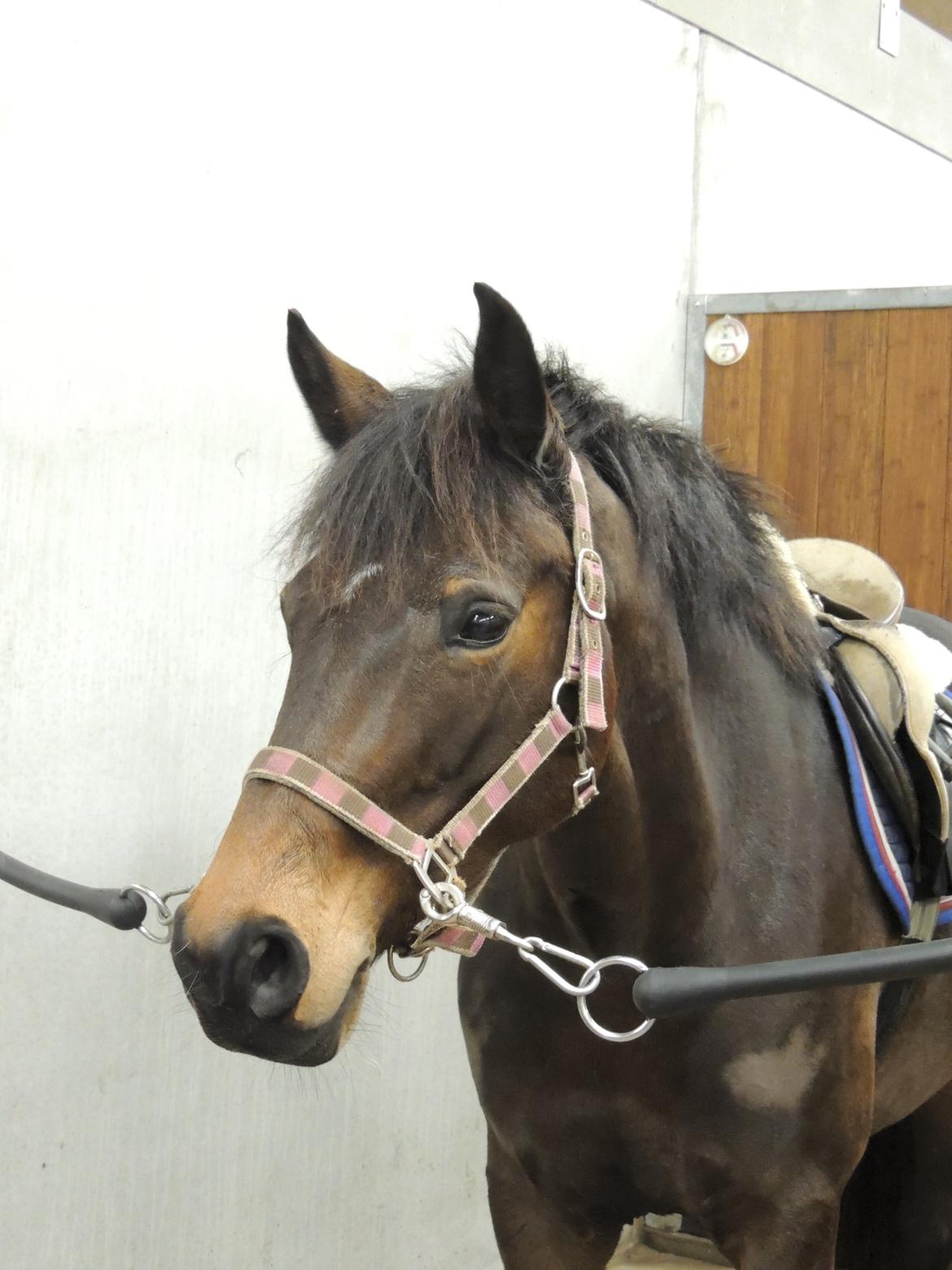 Dansk Varmblod Paris H billede 2