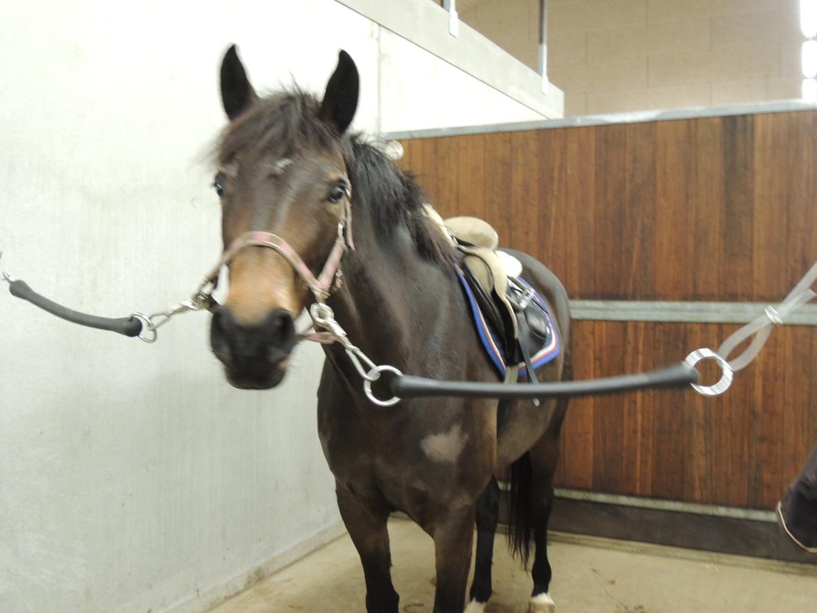 Dansk Varmblod Paris H - tager du billeder? billede 3