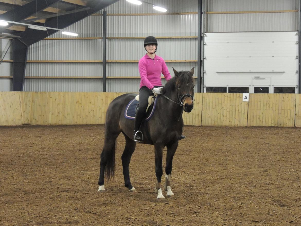 Dansk Varmblod Paris H - en af de første gange billede 4