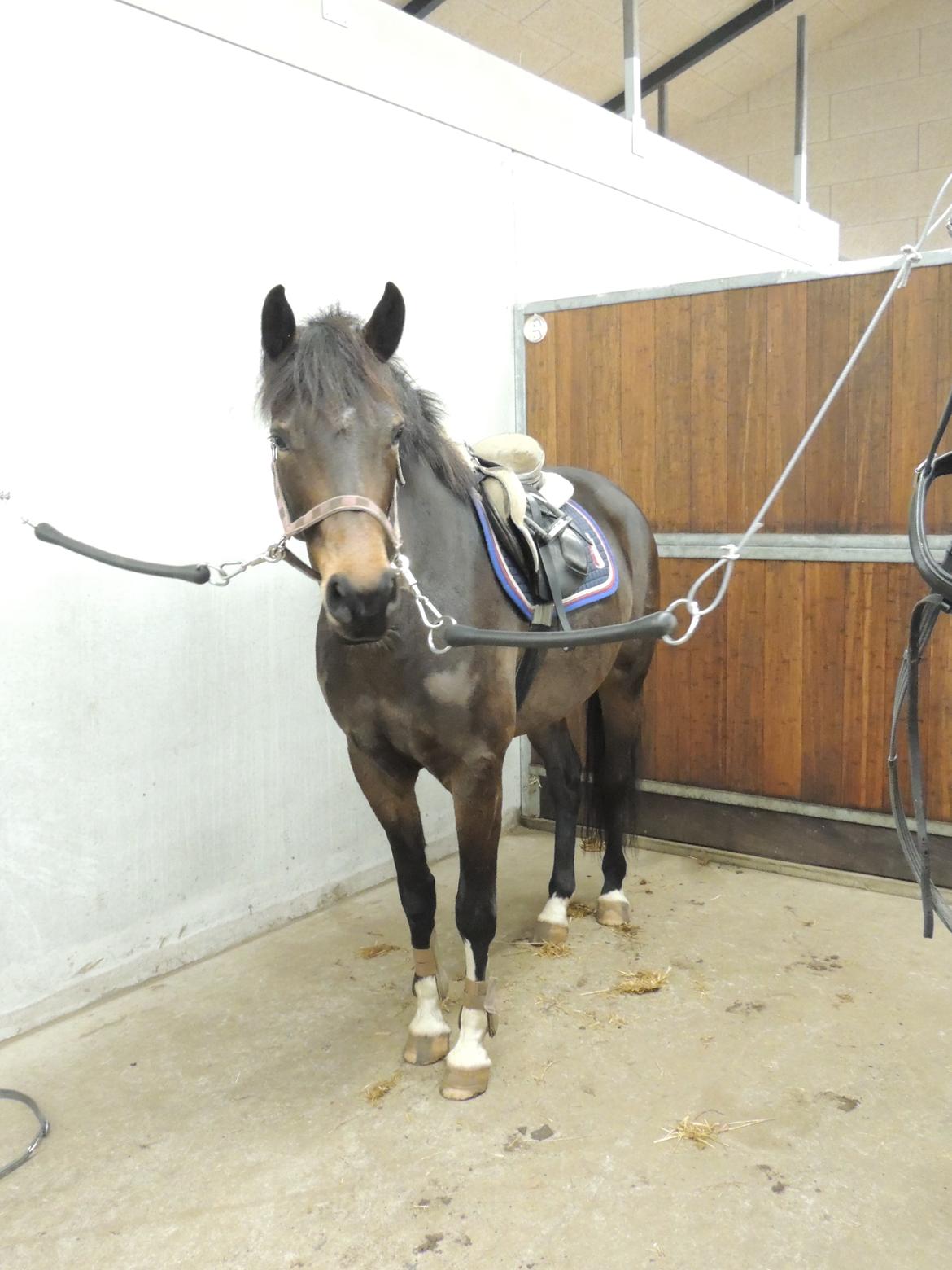 Dansk Varmblod Paris H - flot! billede 5