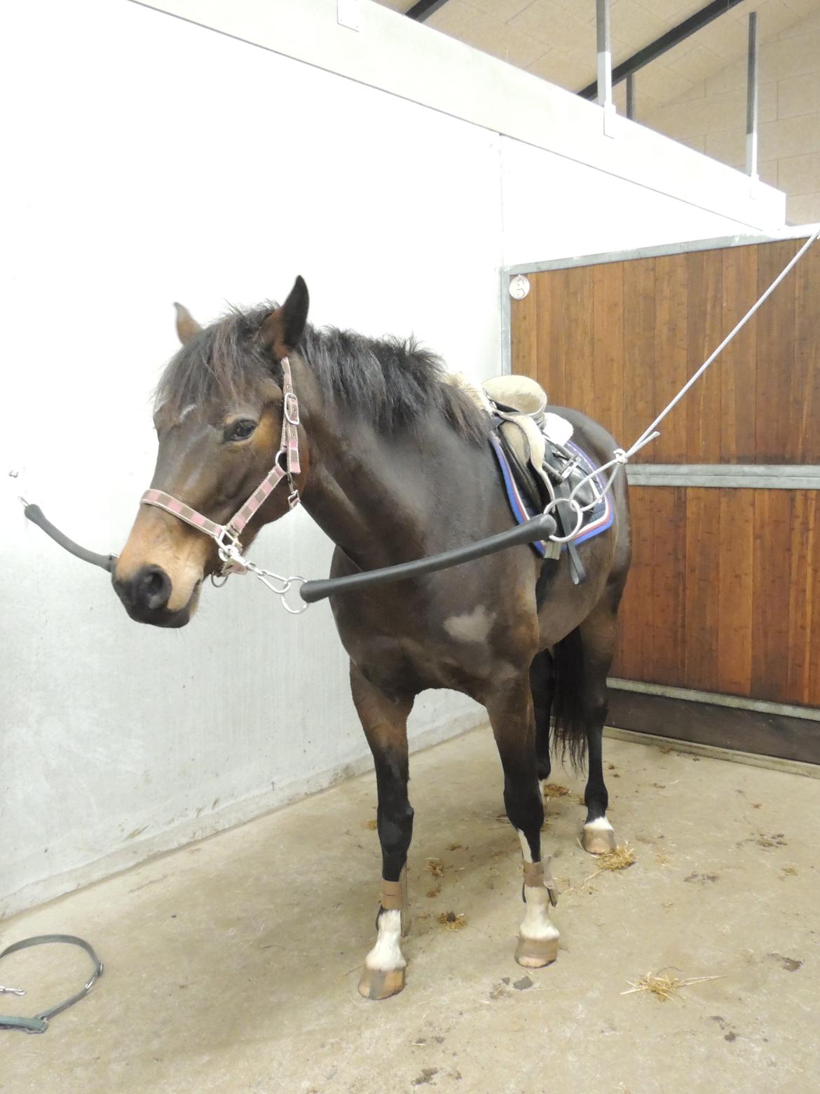 Dansk Varmblod Paris H - ej stop ikke flere billeder billede 6