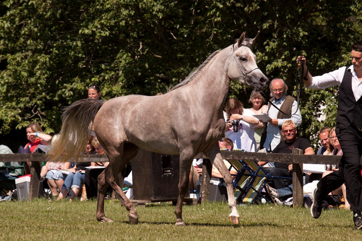Arabisk fuldblod (OX) Faatinah El Karmdal - Faatinah i blommeröd billede 3