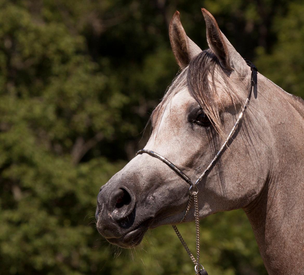 Arabisk fuldblod (OX) Faatinah El Karmdal - Faatinah i blommeröd billede 1