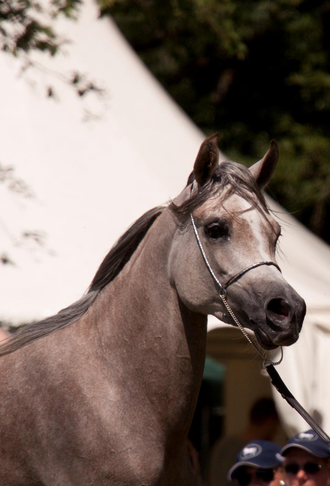 Arabisk fuldblod (OX) Faatinah El Karmdal - Faatinah i blommeröd billede 4