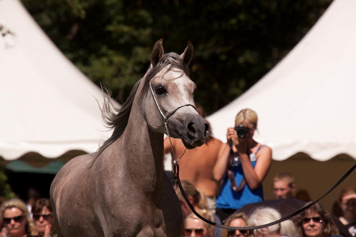 Arabisk fuldblod (OX) Faatinah El Karmdal - Faatinah i blommeröd billede 5